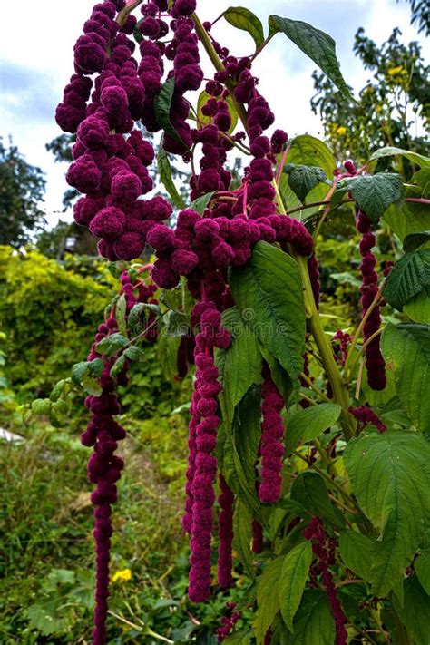 Red Amaranth In Full Bloom Growing In The Garden Stock Photo Image Of