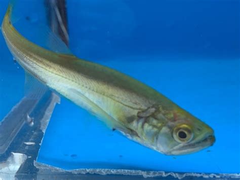 Vampire tetra fish for sale - Exotic Fish Shop - 774-400-4598