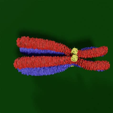 3D Chromosome Models | TurboSquid