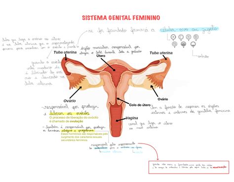 Onde Ocorre A Fecundação No Sistema Reprodutor Feminino