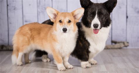 How to Pick the Right Type of Corgi for You | PawTracks