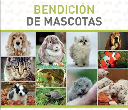 Jornada Bendici N De Mascotas Santuario Nacional