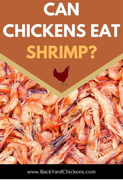 The Words Can Chickens Eat Shrimp In Front Of A Pile Of Shrimp