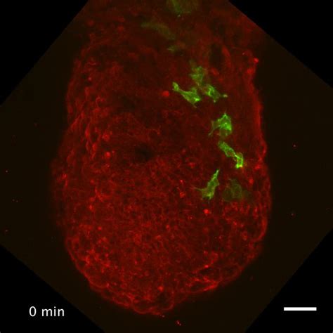 Distinct Mesoderm Migration Phenotypes In Extra Embryonic And Embryonic