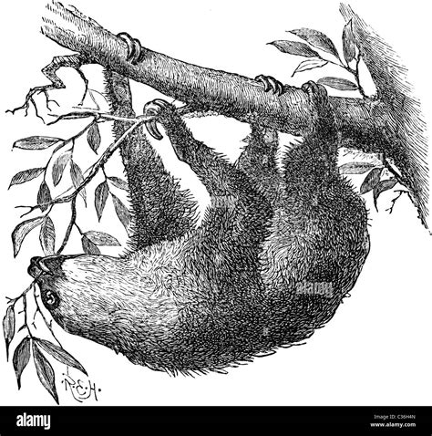 Sloth Drawing Hi Res Stock Photography And Images Alamy