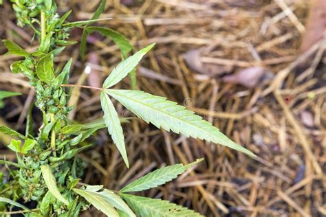 Hemp Plants Ready For Harvesting Stock Image Image Of Cannabis Harvest 231167741