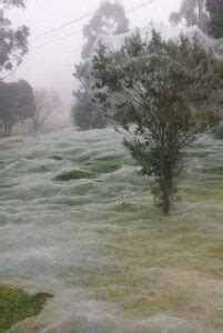 Australian Spider Webs Are The Most Terrifying Thing You Will Ever See