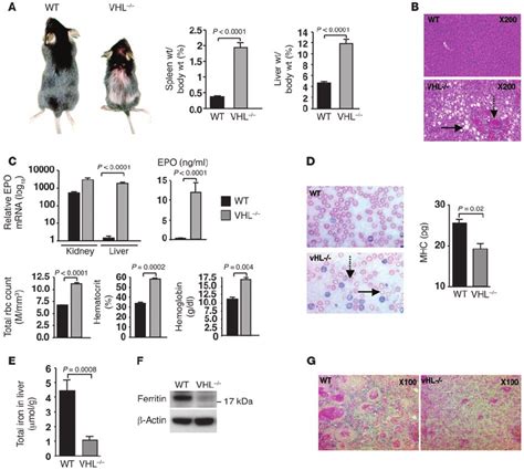 Albumin Crevhl Floxflox Mice Develop Erythrocytosis And Iron