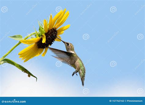 Ruby-throated Hummingbird Feeding on a Sunflower Stock Photo - Image of ...