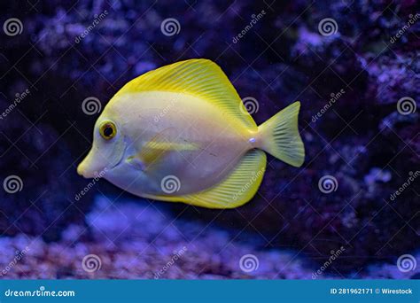 Close Up Shot Of Various Fish Swimming Together In An Aquarium Tank