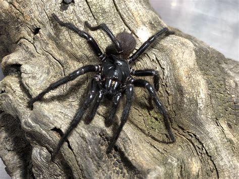 Australia’s Most Deadly Spider Is Now Three Species Instead Of One