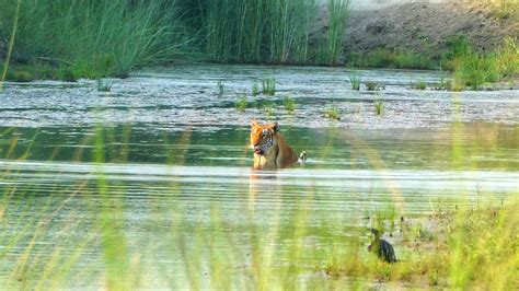 Royal Bengal Tiger Facts - Tiger Encounter