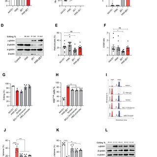 Robust gamma globin induction and β globin silencing in the