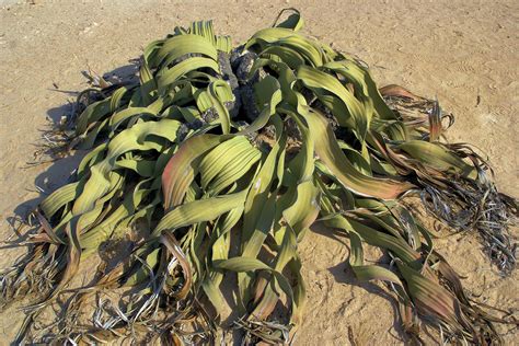 Filewelwitschia Mirabilis Wikimedia Commons