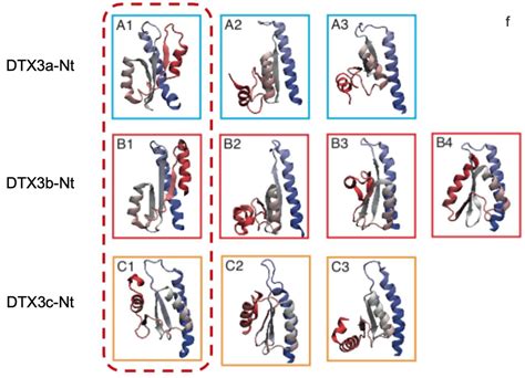 Ijms Free Full Text Novel Isoform Dtx3c Associates With Ube2n Uba1