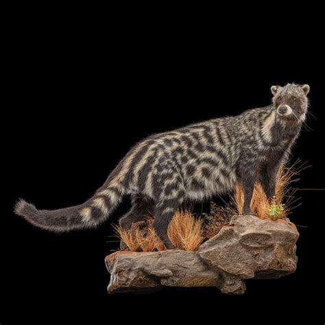 CIVET Taxidermy South Africa | Get CIVET Trophy Quote