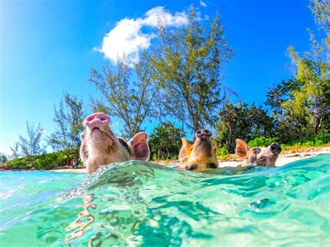 Nassau Excursión en barco a Cayo Sol y Cerdos Nadadores con almuerzo