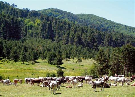 Parco Nazionale Della Sila Calabria