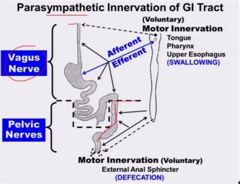 GI Physio Esophagus To Large Intestine Objectives Wong Flashcards