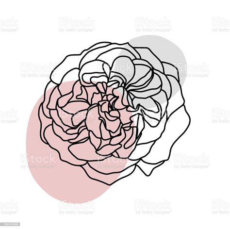 최소한의 추상 한 줄 아트 모란 꽃 작약에 대한 스톡 벡터 아트 및 기타 이미지 작약 그리기 단일 이미지 Istock