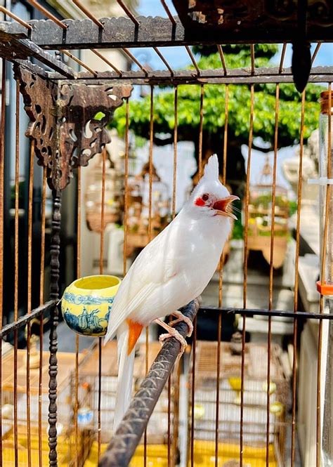 Bird Pet Cage - Free photo on Pixabay - Pixabay