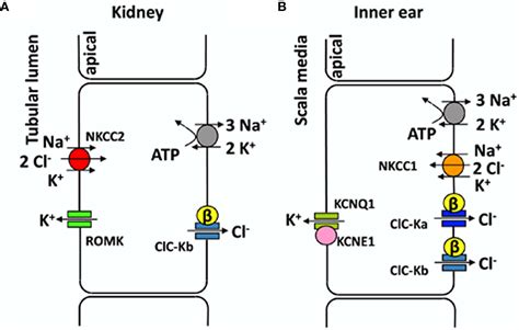 Frontiers Molecular Pharmacology Of Kidney And Inner Ear CLC K