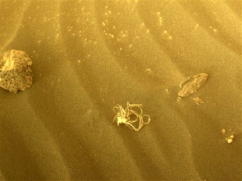 Nasa Identifies Strange Alien Seaweed Debris Found On Mars By