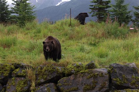 Our Visit to the Alaska Wildlife Conservation Center - Everyday Alaska