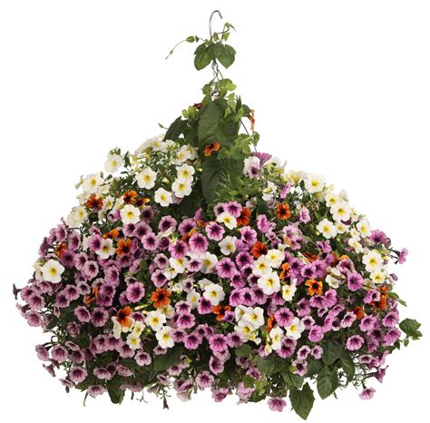 Supertunia® Mulberry Charm Petunia | Plant Addicts