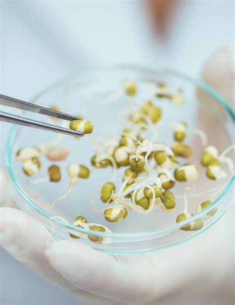 Genetically Modified Gm Seeds Market Analysis Us Canada India