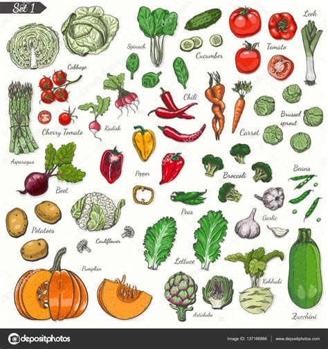 Gran Conjunto De Verduras De Color En Estilo De Boceto Vector De Stock