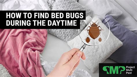 How To Find Bed Bugs During The Daytime Project Multi Pest