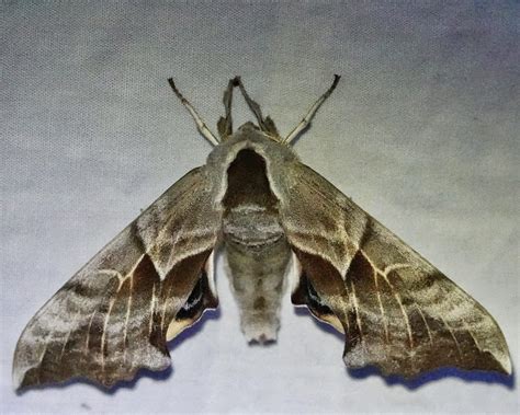 Smerinthus opthalmica – 10,000 Things of the Pacific Northwest