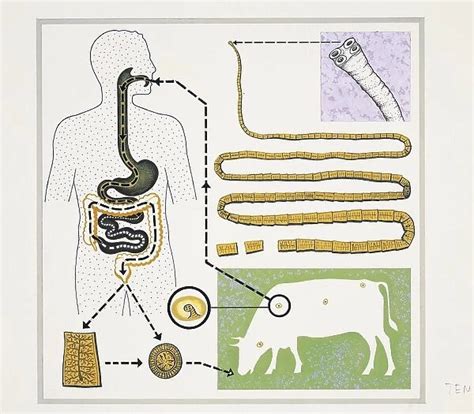 Life cycle of a Beef tapeworm (Taenia saginata), drawing #9582009