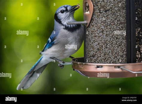 Blue Jay searching for food, sitting on branch or on bird feeders ...