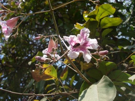 Stereospermum Kunthianum Cultivated Eflora Of India