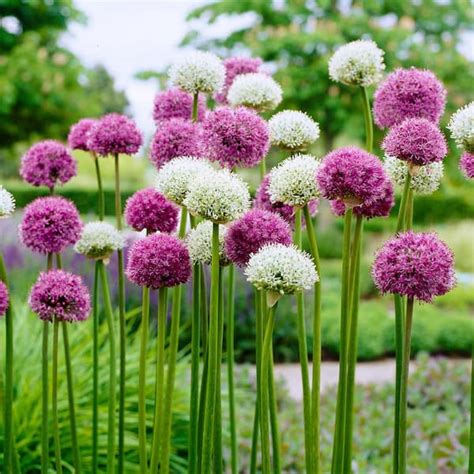 Garden State Bulb 14 16 Cm Allium Wild About Purple Blend Mixed Flower