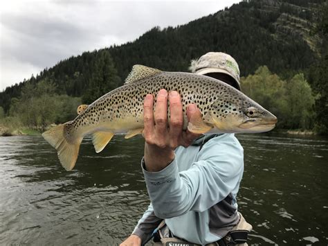 Kootenai River Fly Fishing Report - Kootenai Canyon Anglers