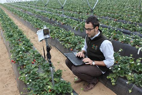 Thm Tecnolog As De La Horticultura Mediterr Nea En Fresa No Hay