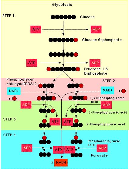 Praptika Candra: tahapan respirasi sel glikolisis