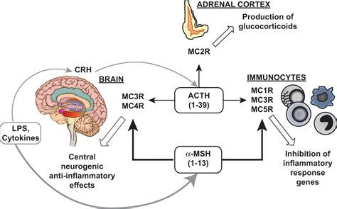 Mechanisms Of Action Of Adrenocorticotropic Hormone And Other