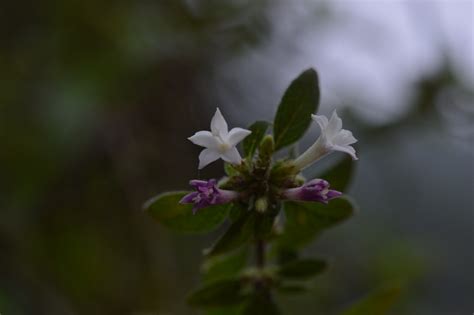 Leptodermis Stapfiana EFlora Of India