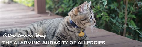 Cat Allergies: Symptoms, Causes, and Natural Treatment – Wondercide