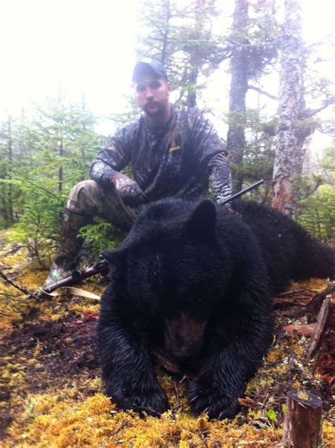 Black Bear Gallery Caribou Cove Outfitters Big Game Hunting In