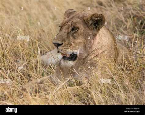 Female African Lion Panthera Leo Lying In Long Grass Okavango Delta