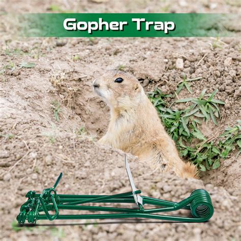 Qualirey 12 Pcs Outdoor Gopher Trap Easy Set Mole Trap Weather Resista ...