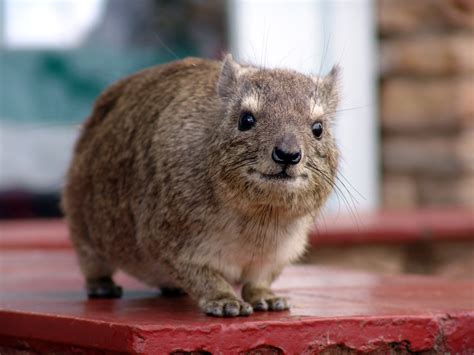 Wombat As A Pet