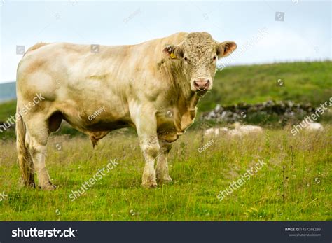 Charolais cattle Images, Stock Photos & Vectors | Shutterstock