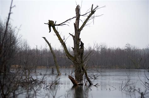 Marsh Tree Decaying | photoindex