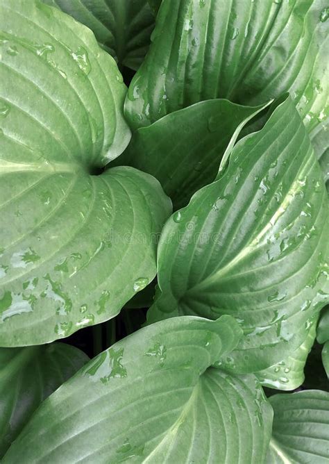 Tropical Green Leaves Background Nature Summer Rain Drop Forest Plant